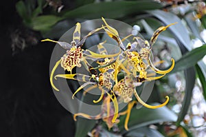 Spider Orchid