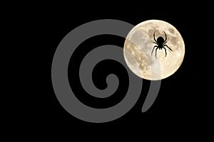 Spider over moon