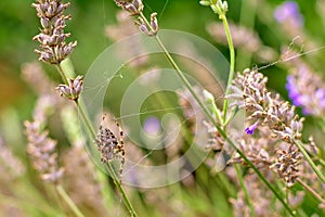 Spider in between overblown flowers