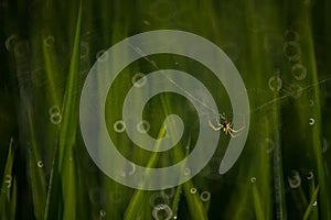 Spider in Paddy field