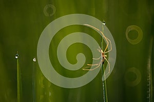 Spider in Paddy field