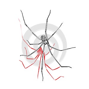 Spider Papa long legs. Scary spider for Halloween. Doodle on a white background. Phalangeal opiliones or Harvestmen photo
