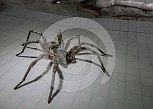 Spider on the paper