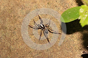 Spider (Pardosa monticola)