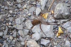 Spider pardosa in the sun on a rock