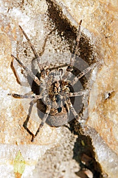 Spider passing on a stone photo