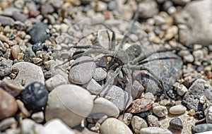 Spider on Pebbles