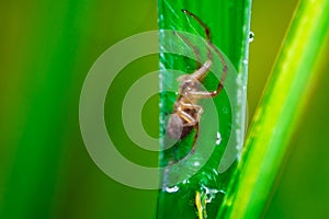 A spider perched on a green leaf, decorated with water droplets