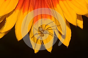 Spider in the petals of a flower