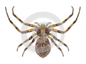 Spider Philodromus aureolus
