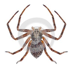 Spider Philodromus aureolus