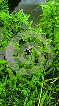 Spider photograph