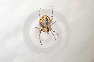 A spider photographed in detail