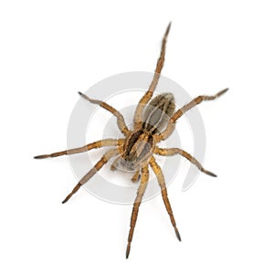 Spider, Pirata piraticus, in front of white background