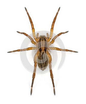 Spider, Pirata piraticus, in front of white background photo