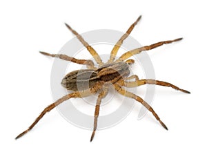 Spider, Pirata piraticus, in front of white background photo