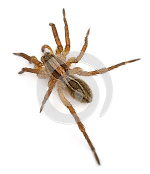 Spider, Pirata piraticus, in front of white background photo