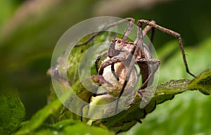 Spider (Pisaura mirabilis)