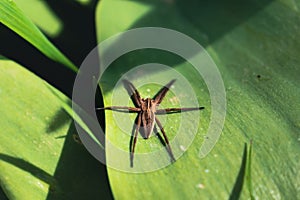 Spider pisaura mirabilis sunbathing on a leaf, pisauridae