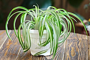 Spider Plant