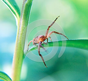 Spider on plant