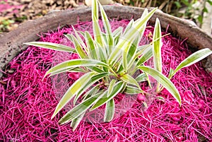 Spider Plant is a biennial plant that the leaves are long and slender
