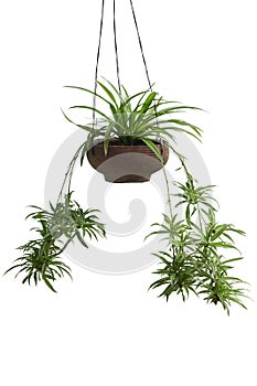Spider Plant or Chlorophytum bichetii Karrer Backer with apomixis hanging in pot isolated on white background.