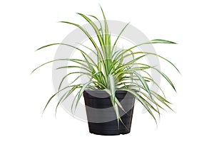 Spider Plant or Chlorophytum bichetii Karrer Backer in black plastic pot isolated on white background.