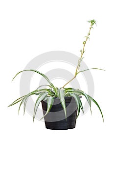 Spider Plant or Chlorophytum bichetii Karrer Backer in black plastic pot isolated on white background.