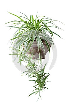 Spider Plant or Chlorophytum bichetii Karrer Backer in brown pot isolated on white background.