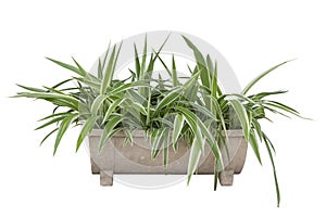 Spider Plant or Chlorophytum bichetii Karrer Backer growing in pot isolated on white background.