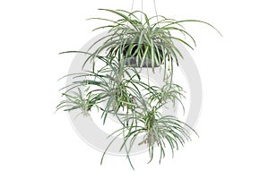 Spider Plant or Chlorophytum bichetii Karrer Backer hanging in black plastic pot isolated on white background.
