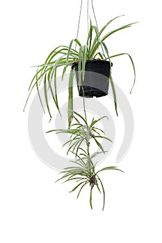 Spider Plant or Chlorophytum bichetii Karrer Backer hanging in black plastic pot isolated on white background.