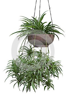 Spider Plant or Chlorophytum bichetii Karrer Backer hanging in brown pot isolated on white background.