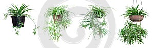 Spider Plant or Chlorophytum bichetii Karrer Backer hanging pot on white background.