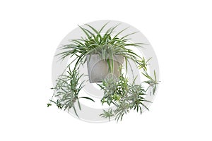 Spider Plant or Chlorophytum bichetii Karrer Backer in pot isolated on white background.