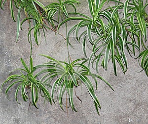 Spider Plant Or Chlorophytum Comosum