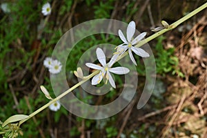 Spider plant ( Chlorophytum comosum ) flowers. Asparagaceae evergreen perennial plants.