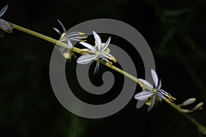 Spider plant ( Chlorophytum comosum ) flowers. Asparagaceae evergreen perennial plants.