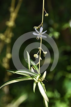 Spider plant ( Chlorophytum comosum ) flowers. Asparagaceae evergreen perennial plants.