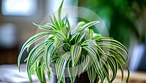 Spider Plant (chlorophytum Comosum) One of The Air Purifying Plants that Can Tolerate Low Light photo