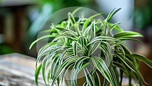 Spider Plant (chlorophytum Comosum) One of The Air Purifying Plants that Can Tolerate Low Light photo