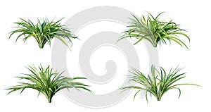 Spider plant (chlorophytum comosum) plant isolated on white background. 3D render.