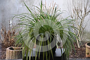 Spider plant or Chlorophytum comosum photo