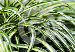 Spider plant or Cholorophytum comosum L. in the garden