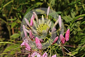 `Spider Plant` flowers - Cleome Spinosa