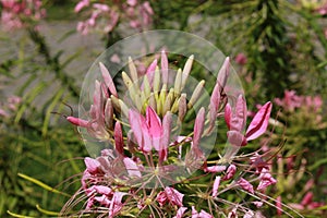 `Spider Plant` flowers - Cleome Spinosa