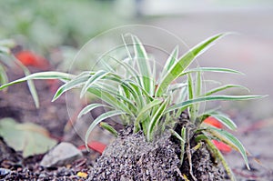 Spider Plant with Green and white slender leaf which is good for