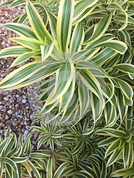 Spider plant