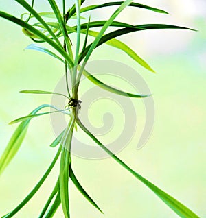 Spider plant